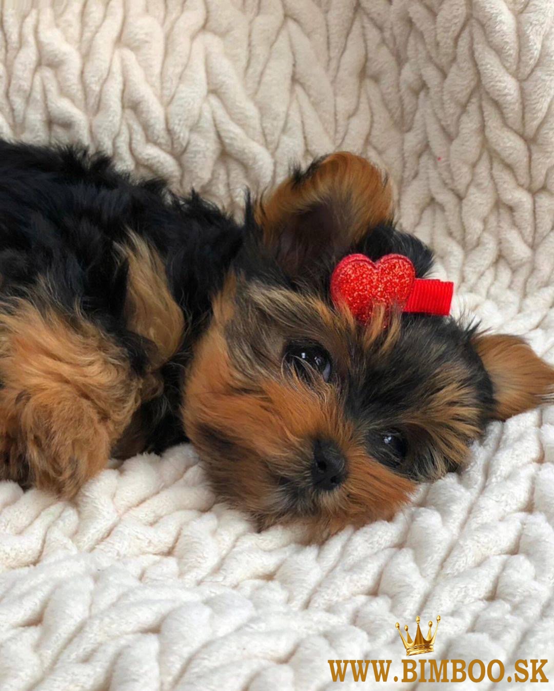 Rozkošné šteniatka Yorkie na predaj.whatsapp ja na: +44 7453 907158