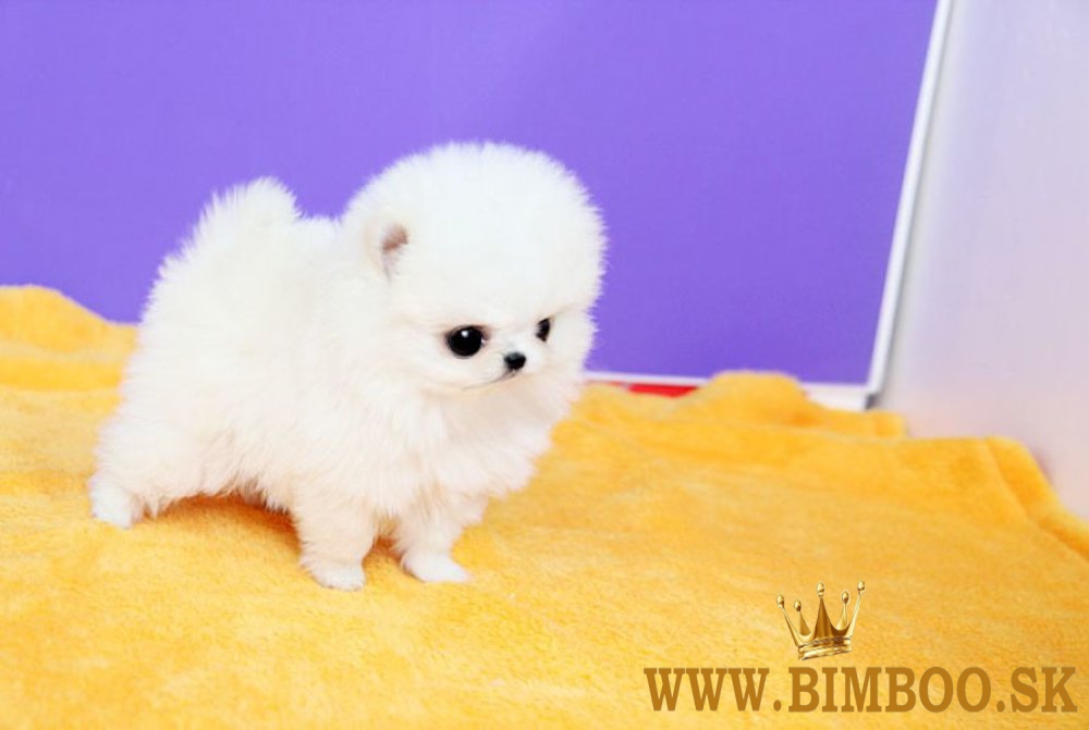 Pomeranian FCI 