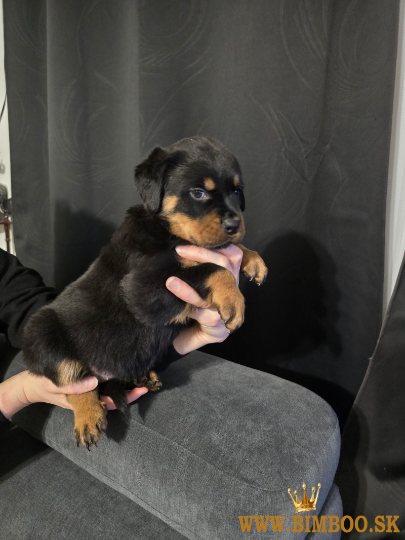 Šteniatka plemena Rotvajler