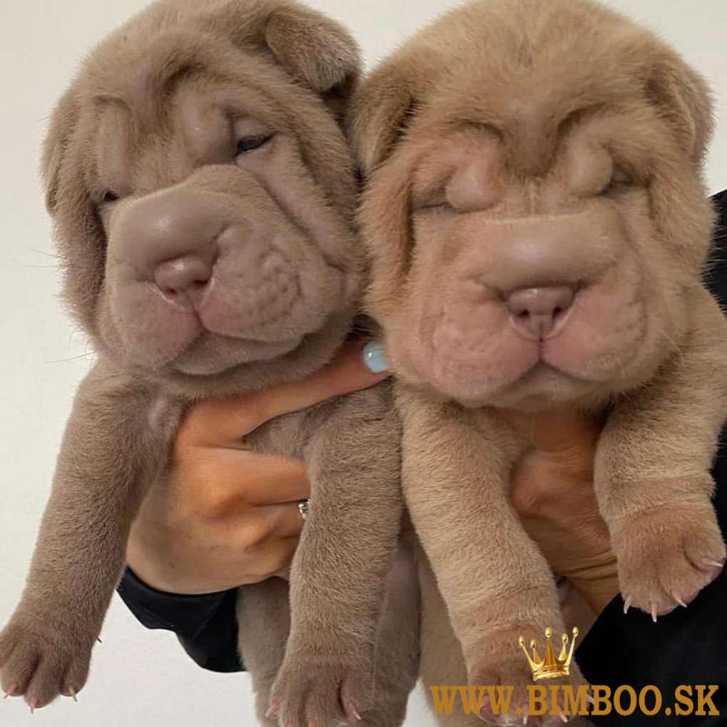 Shar Pei šteniatka, chlapci a dievčatá