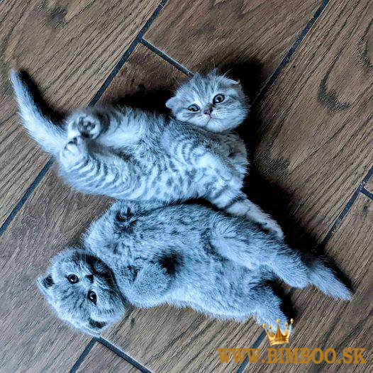 Scottish Fold Kittens +447482162214