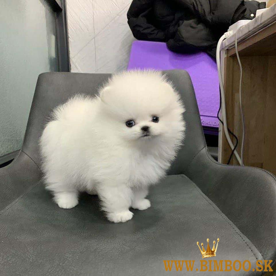 Šteniatka pomeranian Voľné +447482162214