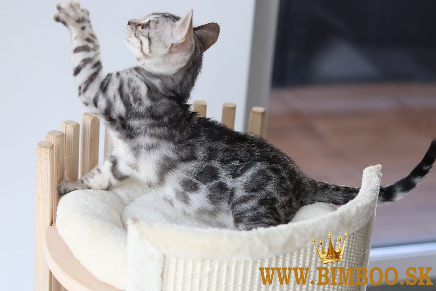 Snow/Brown/Charcoal/Silver Bengal Kittens +27842597191