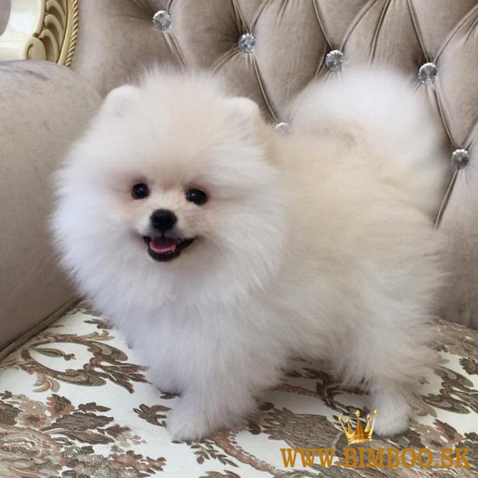 Pomeranian puppies.whatsapp me na: +44 7453 907158