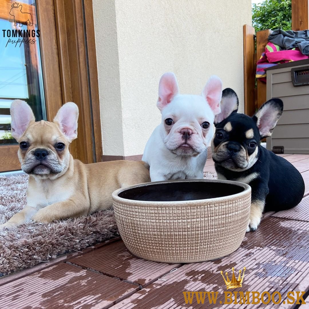 Šteniatka francúzskeho buldočka AKC
