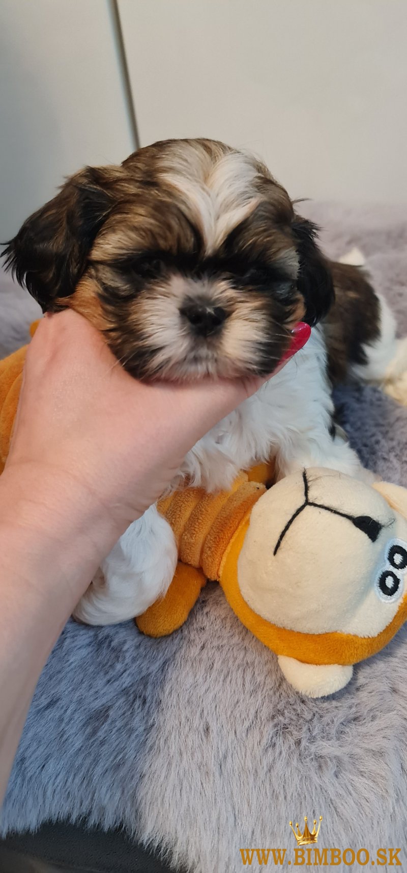 Šteniatka Shih Tzu