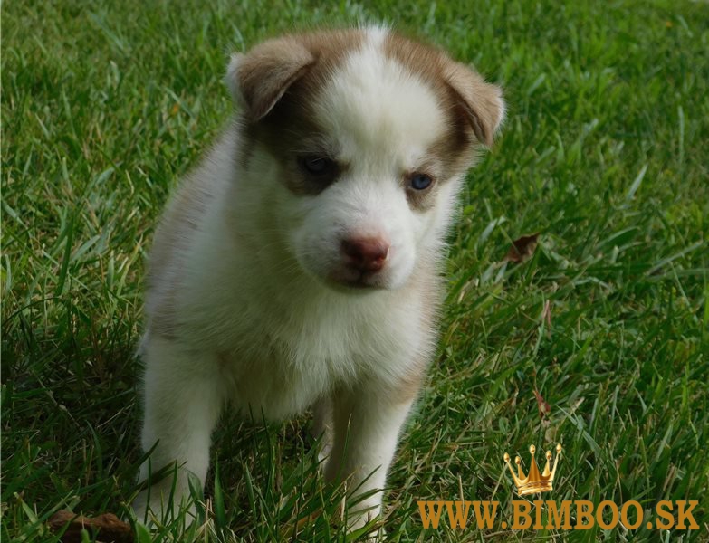 Rozkošné šteniatka sibírskeho huskyho.whatsapp nás:+447490124950