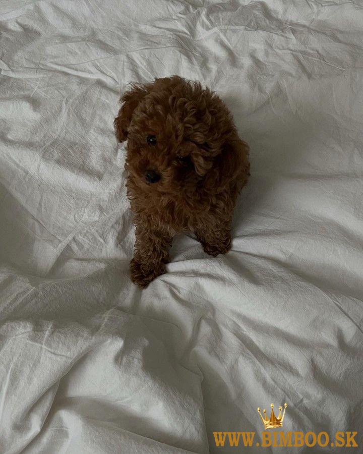 Šteniatka hračkárskeho pudla 