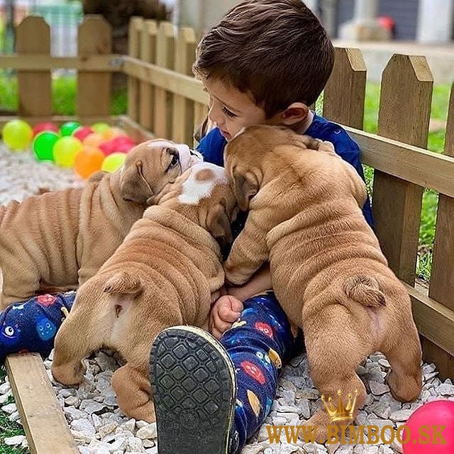 Nádherné šteniatka anglického buldoga. whatsapp us: +447490124950