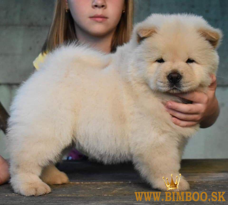 Šteniatka chowchow pripravené na odber. whatsapp nás: +447490124950