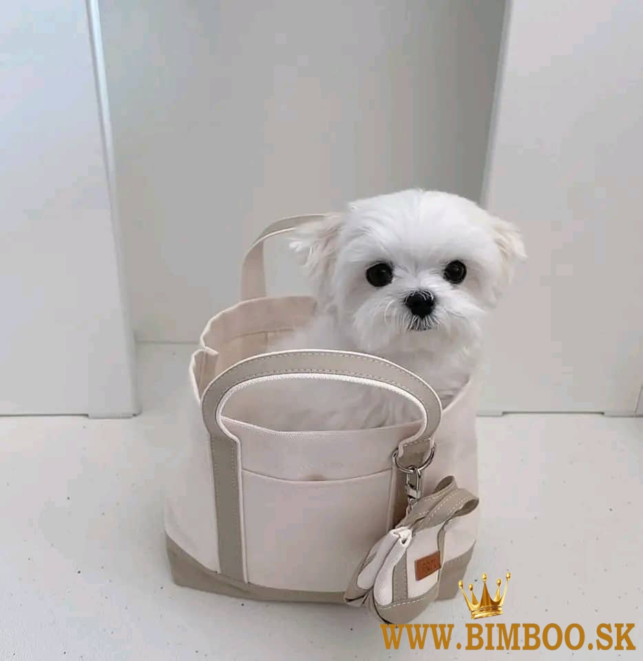 Beautiful Maltese puppies...Business WhatsApp: +37256348129