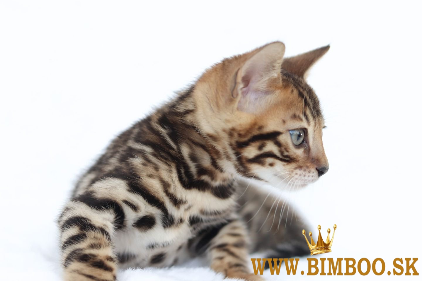 Snow/Brown/Charcoal/Silver Bengal Kittens +27842597191