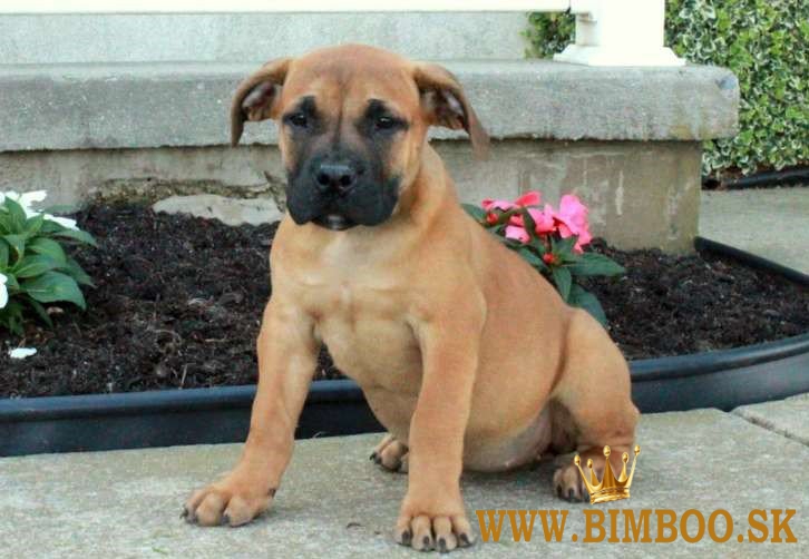 Šteniatka boerboela k dispozícii