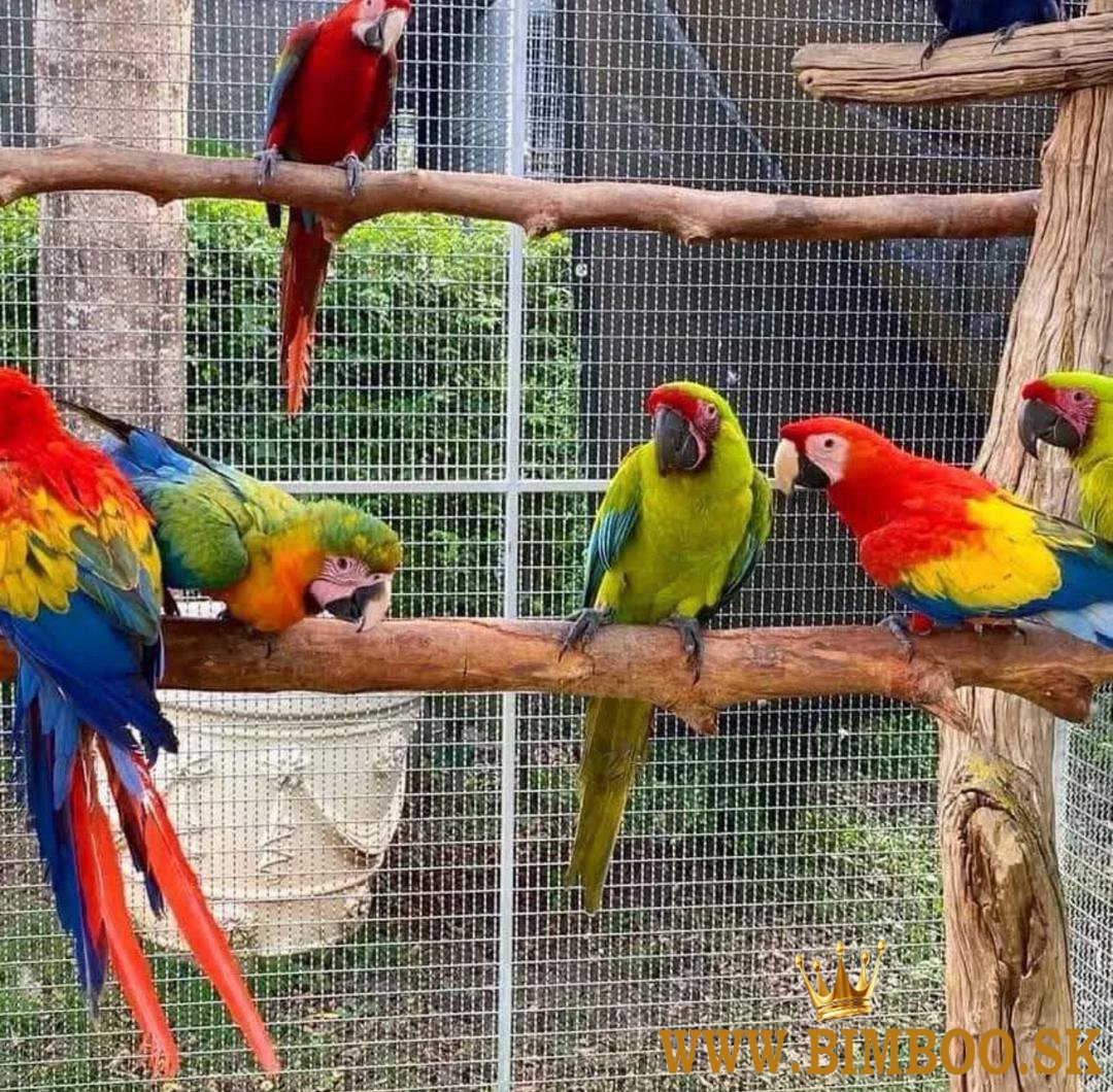 papagáje a oplodnené vajcia papagájov na predaj