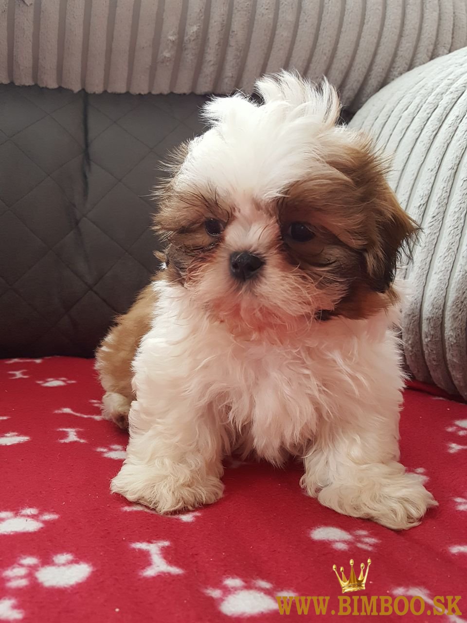 Nádherné šteniatka shih tzu sú pripravené. WhatsApp nás: +447490124950