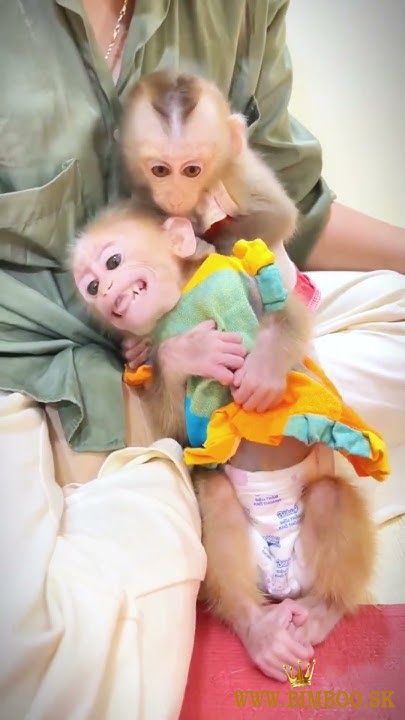 Capuchin monkeys 