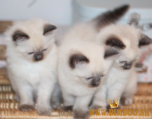 Ručne odchované mačiatka plemena ragdoll. WhatsApp nás: +447490124950