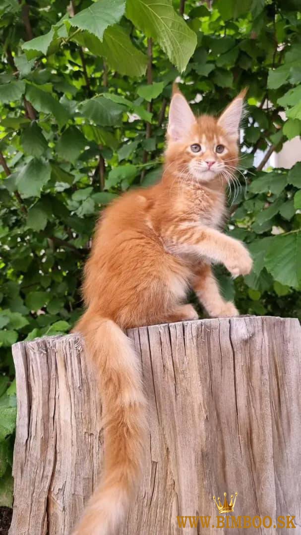 Maine Coon Kittens WhatsApp: +27842597191