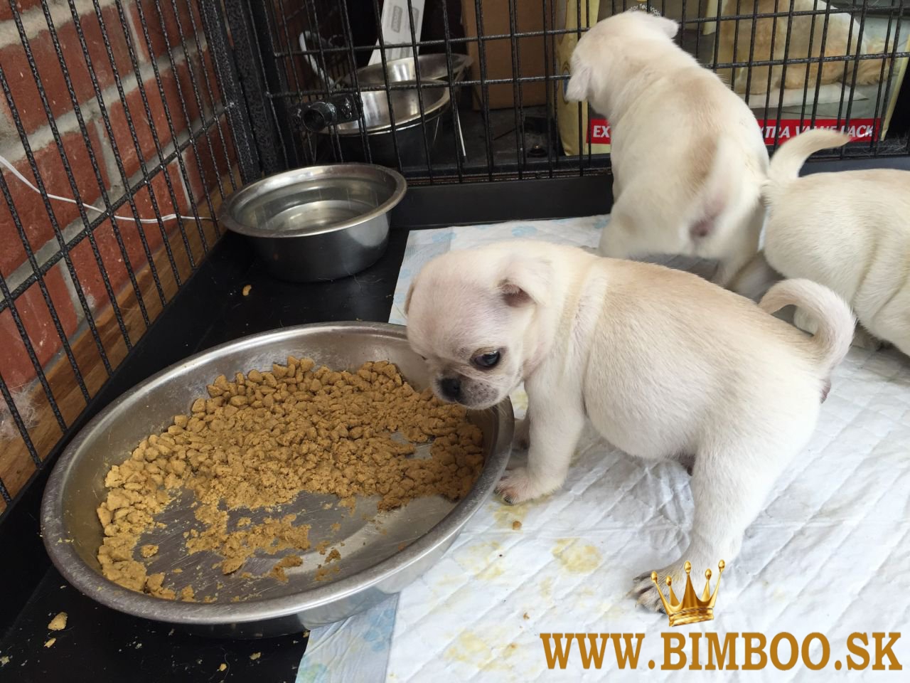 Ohromujúci vrh šteniatok mopsa srnčej farby. WhatsApp nás: +447490124950