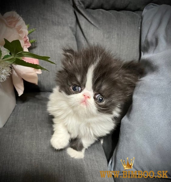 Gorgeous full persian kittens Business WhatsApp: +37256348129