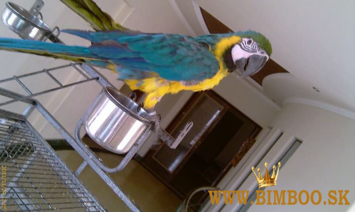 Papagáj ara modro-zlatý. whatsapp nás: +447490124950