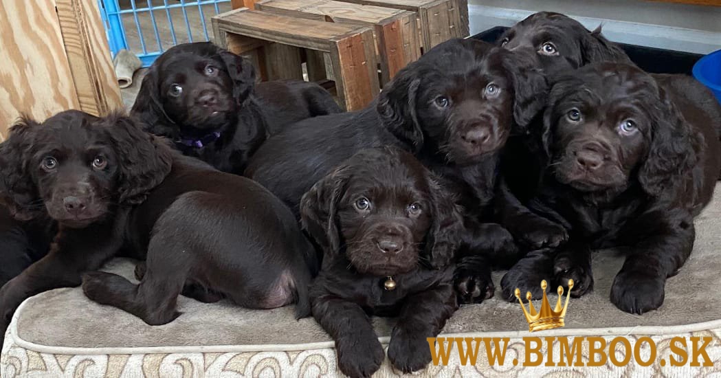 Šteniatka Boykin Spaniel chlapci a dievčatá hľadajú nový domov