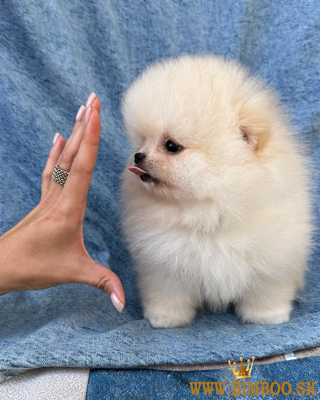 Šteniatka pomeranian (biele, Mini cream sobol)  Ahojte chalani, máme k dispozícii šteniatka Mini cre