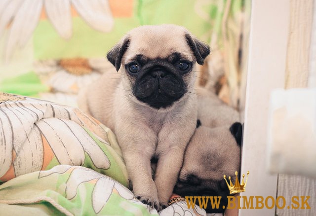 Drooly Mops Šteniatka nadšené ísť do svojich nových domovov.