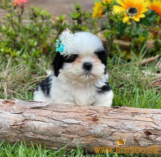 Nádherné šteniatka shih tzu sú pripravené. WhatsApp nás: +447490124950