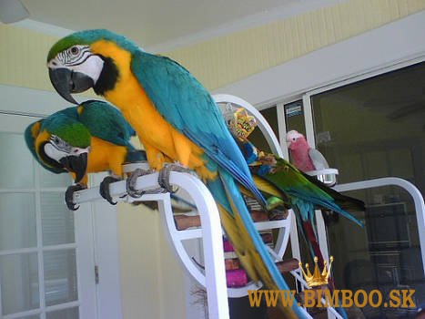 Papagáj ara modro-zlatý. whatsapp nás: +447490124950