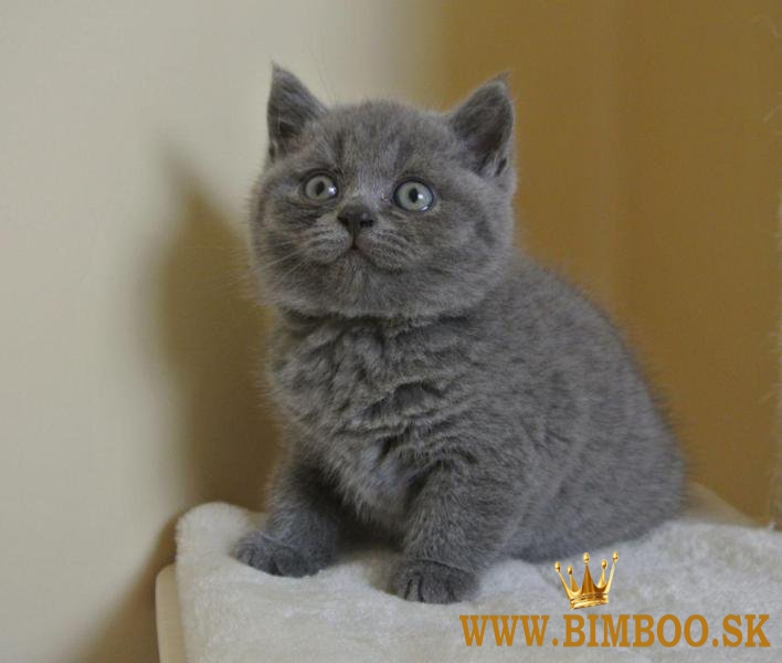 K dispozícii je britské krátkosrsté mačiatko. WhatsApp nás: +447490124950