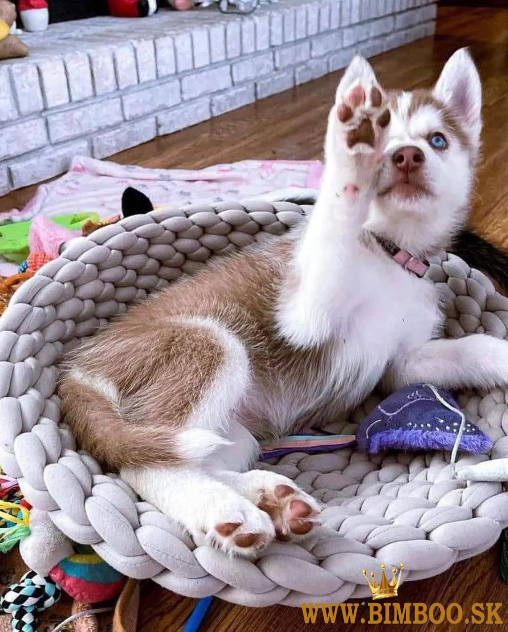 Rozkošné šteniatka sibírskeho huskyho.whatsapp nás:+447490124950