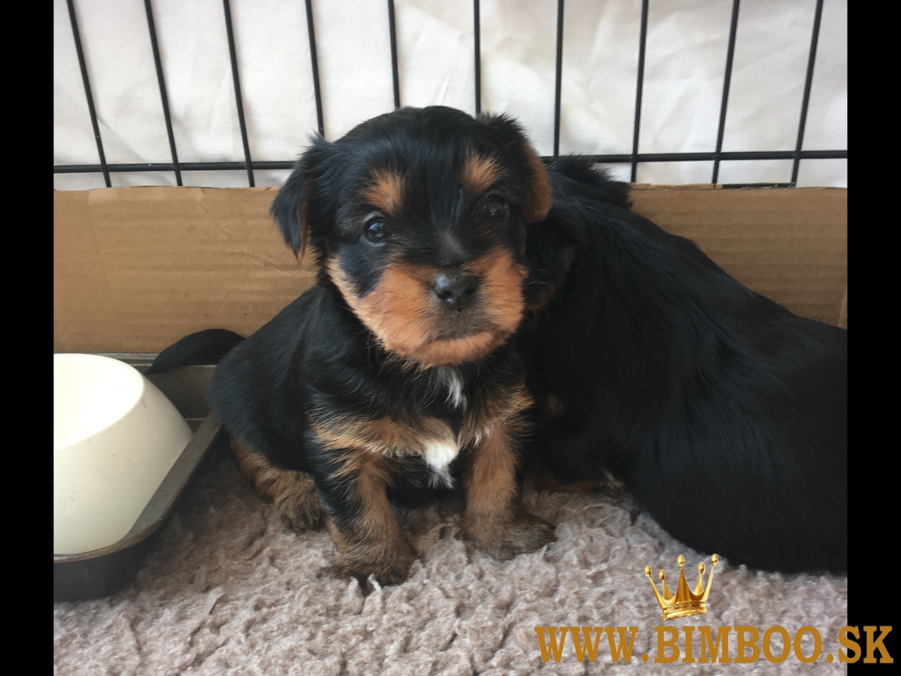 12 týždňov staré šteniatka yorkshirského teriéra. whatsapp nás: +447490124950