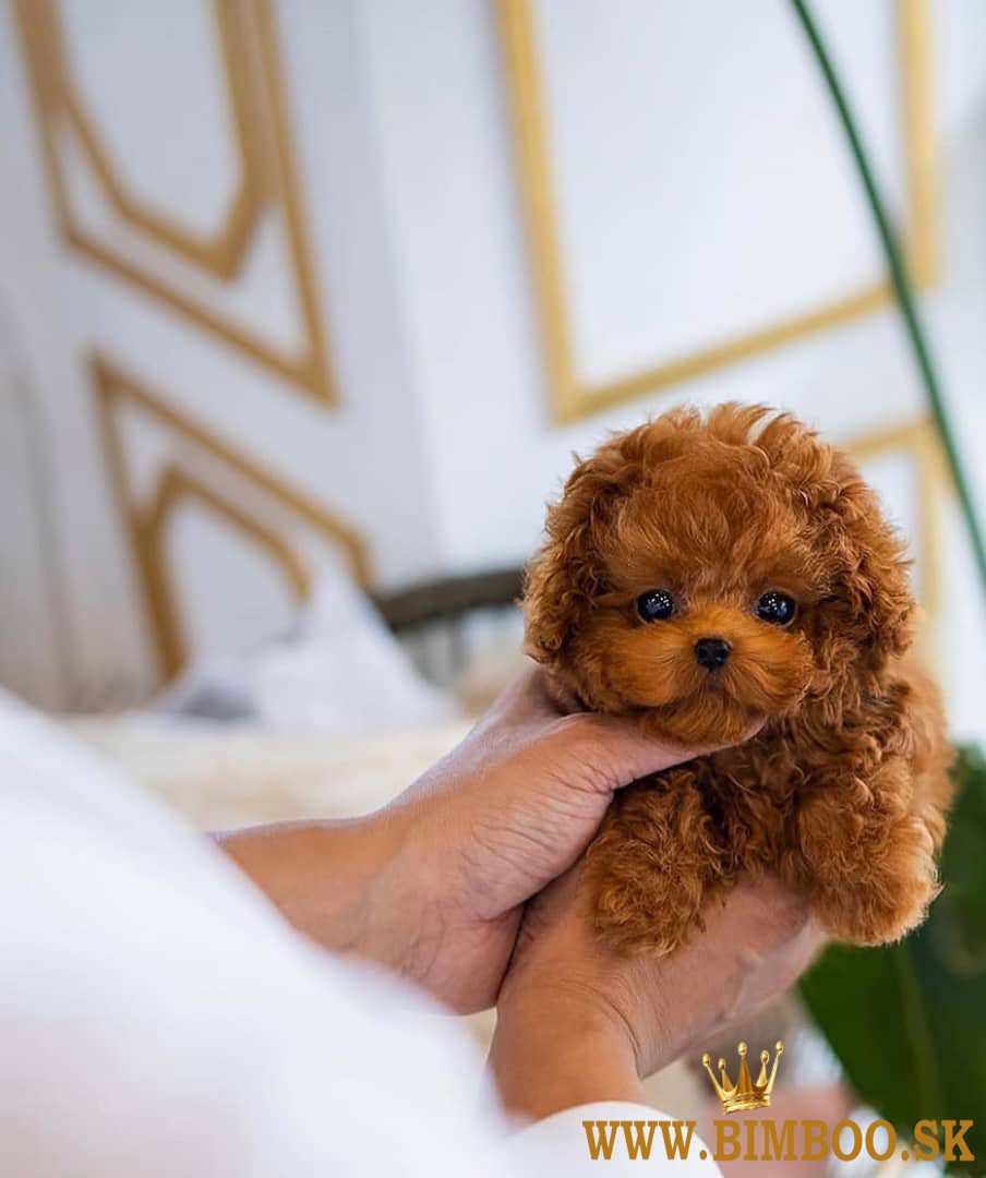 Beautiful toy poodle puppies for sale.