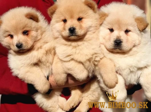 čistokrvné šteniatka plemena chow chow