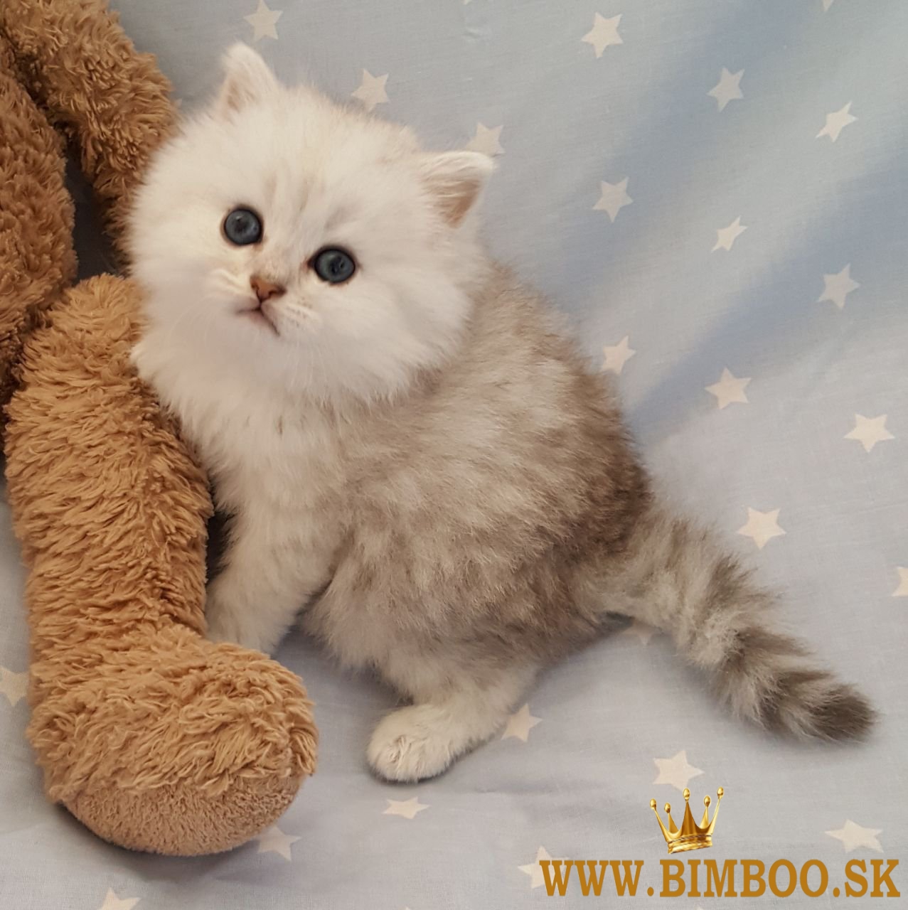 Perzské mačiatka na predaj. WhatsApp nás: +447490124950