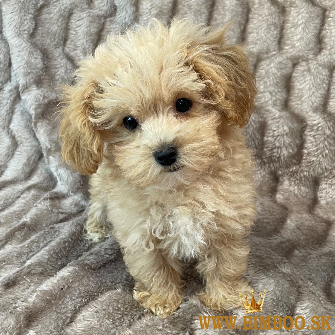 Maltipoo puppies 