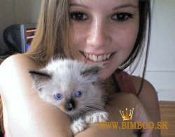 Ručne odchované mačiatka plemena ragdoll. WhatsApp nás: +447490124950