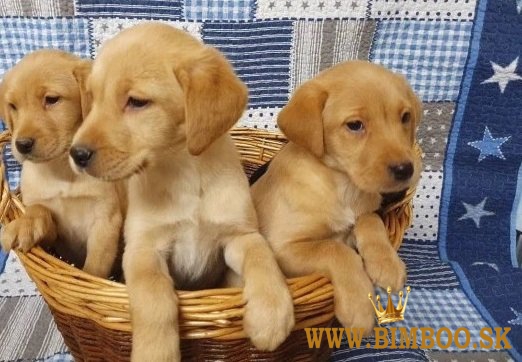 Labradorský retriever