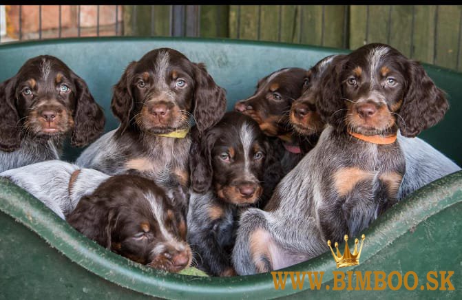 Šteniatka Piscard Spaniel