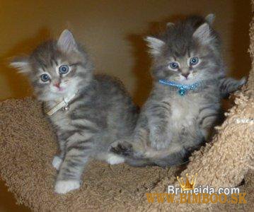 K dispozícii sibírske mačiatka. whatsapp nás: +447490124950