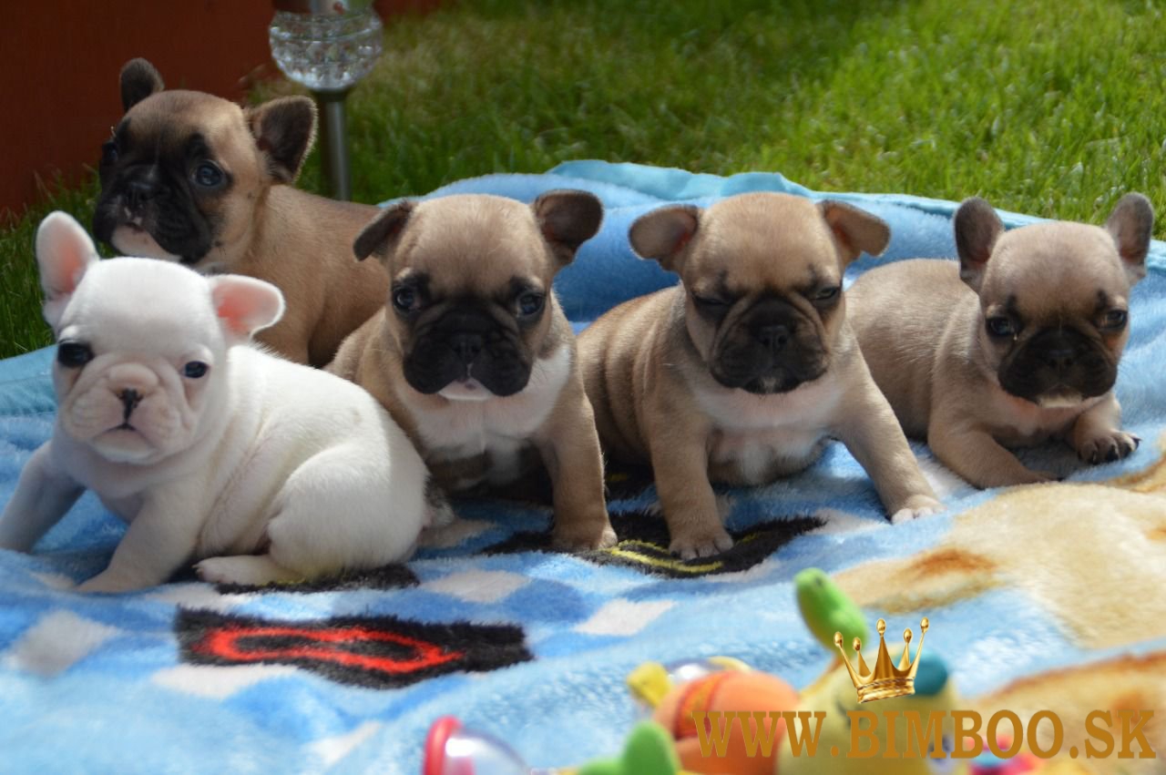 Šteniatka francúzskeho buldočka Kc. WhatsApp nás: +447490124950 Máme 2 krásne šteniatka, ktoré hľada