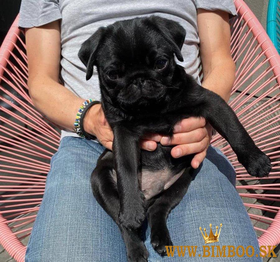 šteniatka mopsa na prenájom