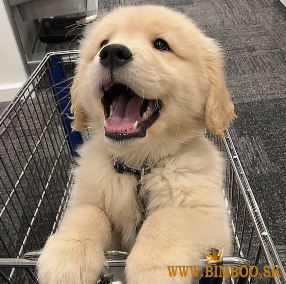 Golden retriever puppies 