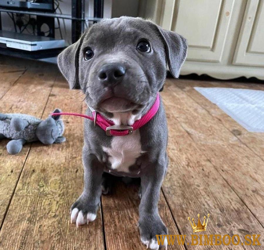 Šteniatka stafordšírskeho bulteriéra