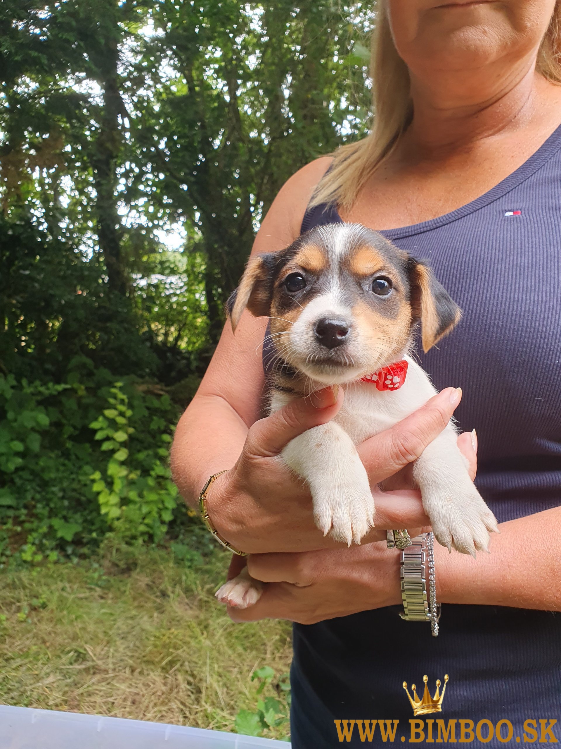 Krásne šteniatka Jack Russell teriéra