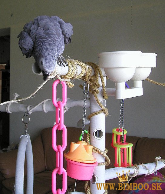 Ručne odchované papagáje africké sivé. WhatsApp nás: +447490124950