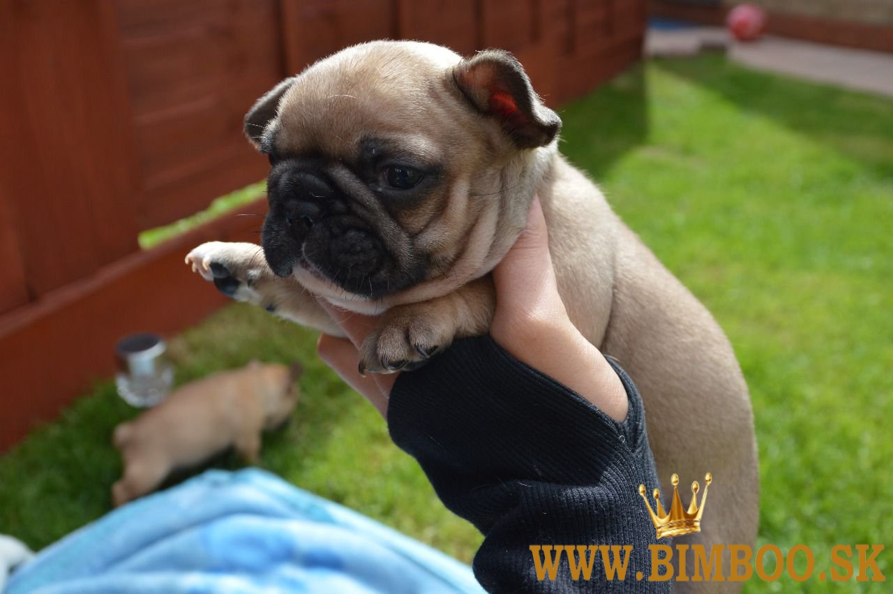 Šteniatka francúzskeho buldočka Kc. WhatsApp nás: +447490124950 Máme 2 krásne šteniatka, ktoré hľada