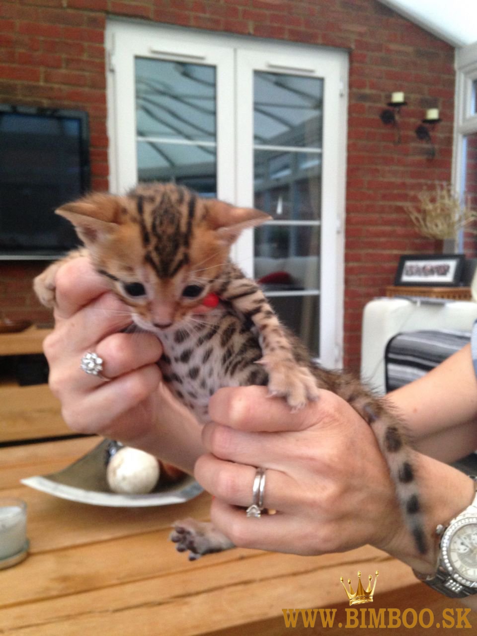 Ohromujúci bengálski samček a samica s ružicou. whatsapp nás: +447490124950