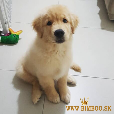 Cuccioli di Golden Retriever super adorabili